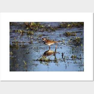 Killdeer reflections Posters and Art